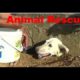 ✅awesome animal rescues compilation🔥🔥🔥|| 2018 ||😻😻😻😻😻🐂 🐄 🐎 🐖