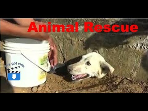 ✅awesome animal rescues compilation🔥🔥🔥|| 2018 ||😻😻😻😻😻🐂 🐄 🐎 🐖