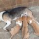 cute animals,animal rescue,animals,funny and cute dog and cat compilation,animal video,cute and funn