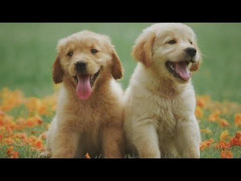 cute baby puppies