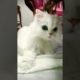 cute beautiful little cat 🐱#short beautiful videos f****** 🐱🐈