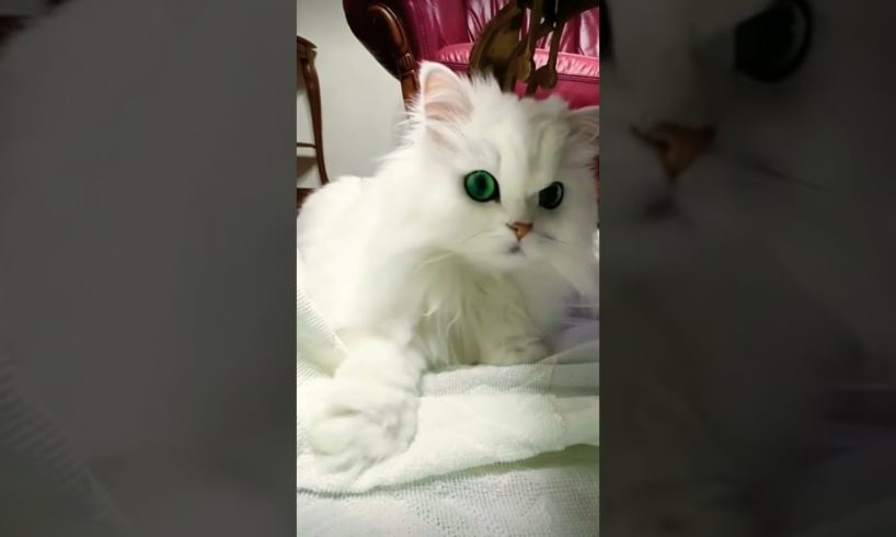 cute beautiful little cat 🐱#short beautiful videos f****** 🐱🐈