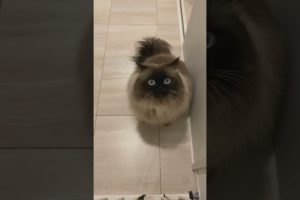 #cutecat #cat #cats #cutecats  #catlife #catlovers #funnycats #funny #funnyvideo #funnyvideos