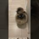 #cutecat #cat #cats #cutecats  #catlife #catlovers #funnycats #funny #funnyvideo #funnyvideos