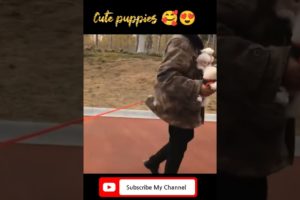 cutest Puppies, Funny puppies vedios compilation