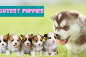 ❤️❤️❤️cutest puppies video compilations