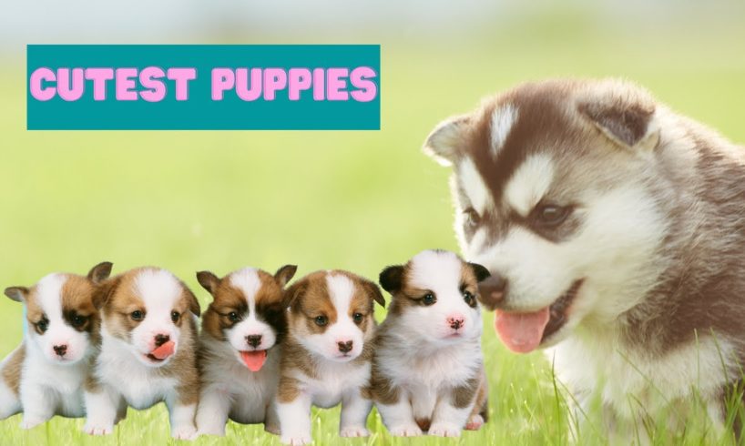 ❤️❤️❤️cutest puppies video compilations