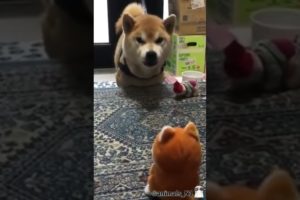 dog playing with a toy ##dog #dogs #tiktok #animals #shorts
