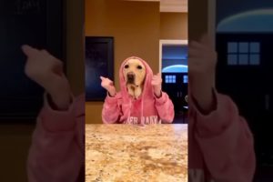 funniest and cutest puppies videos। shorts। puppy।