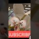 funny and cute Pomeranian video || cutest puppy #pomeranian #puppy #youtubeshorts #shorts(2)