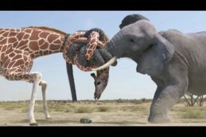 giraffe vs elephant water fight #shorts