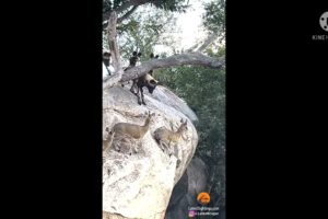 kaccha badam wild animalwild animal fights
