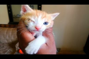 kittens eyes infection| rescue poor kitten eyes infected/kitten rescue| poor kittens rescue| adopt