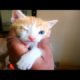 kittens eyes infection| rescue poor kitten eyes infected/kitten rescue| poor kittens rescue| adopt