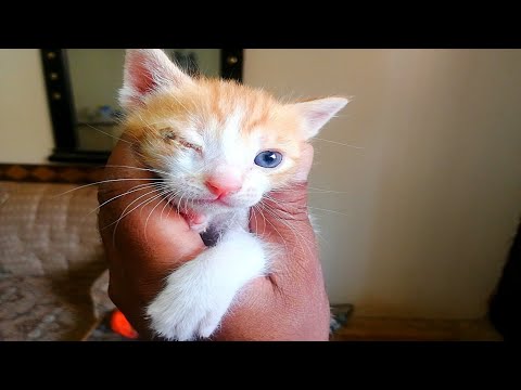 kittens eyes infection| rescue poor kitten eyes infected/kitten rescue| poor kittens rescue| adopt