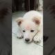 lgo pr nam hai tera..my #cute dog #shorts #viralvideo #trading #animals #youtubeshorts #youtube