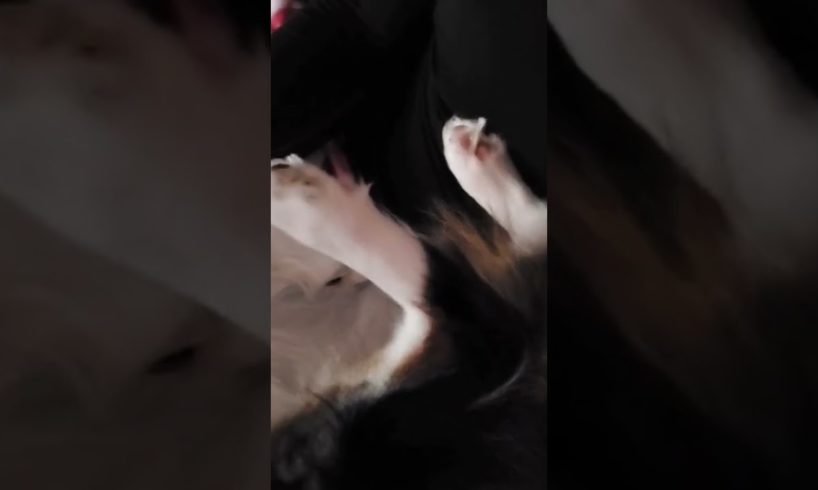 the cutest puppy 🥰😍🐶 #shorts #puppy #puppydog #puppylove #dogs #dogshorts #doglover #cutedogs #cute