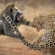 the most epic fight between animals | The Greatest Fights In The Animal Kingdom #fight #animalsfight
