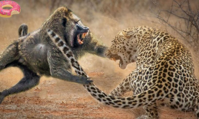 the most epic fight between animals | The Greatest Fights In The Animal Kingdom #fight #animalsfight