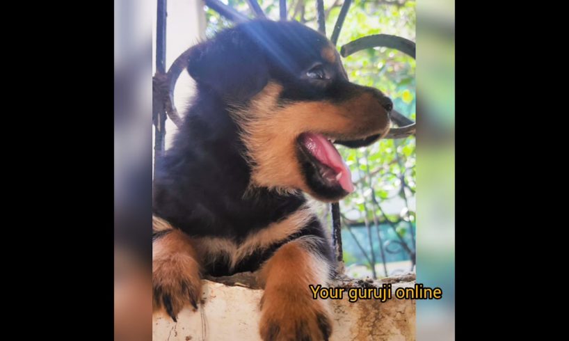 worlds cutest puppies ❤️❤️