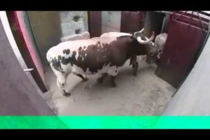 y2mate com very Dangerous Bulls Fight video Best animal fights LFLb9j3hd90 360p