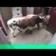 y2mate com   very Dangerous Bulls Fight video  Best animal fights LFLb9j3hd90 360p