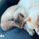 ¡Mujer se despierta con sus gatos haciendo la cosa más lindo! | Cat Crazy | El Dodo
