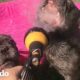 ¡¡Los perros más felices del mundo!! | El Dodo