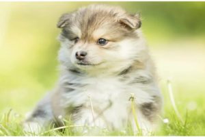 ПОДБОРКА Самых Милых Щенят в Мире / The Cutest Puppies in the world #1