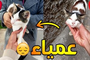 💔 إنقاذ قطة عمياء من الشارع وإيجاد لها عائلة