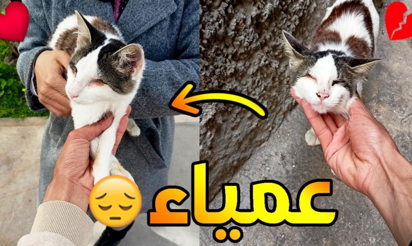 💔 إنقاذ قطة عمياء من الشارع وإيجاد لها عائلة