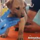 घायल पप्पी।@Animal Aid Unlimited, India । puppy rescues ।#shorts