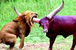 जंगल के जानवरो की खतरनाक लड़ाई| Dangourus animals fight in jungle #factkavi #animalfact