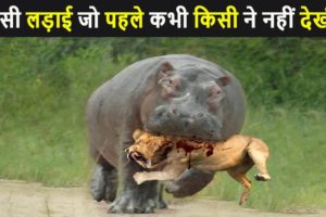 जंगली जानवरों की सबसे भयंकर लड़ाईया | Craziest Fights of Wild Animals | Animal Fights in Hindi