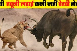 जानवरों की सबसे भयानक लड़ाई | 10 Most Dangerous Wild Animal Fights