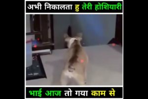 देखिए इसने क्या हाल किया ll❤️👍 #shorts #animals #fight #wildlife