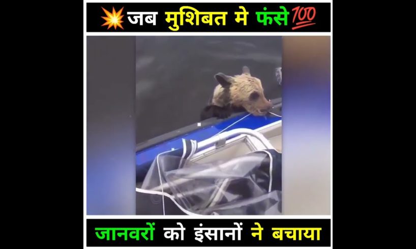 ये जानवर बहुत बड़ी मुशिबत में फंस गए ❤️👍 #shorts #animals #rescue