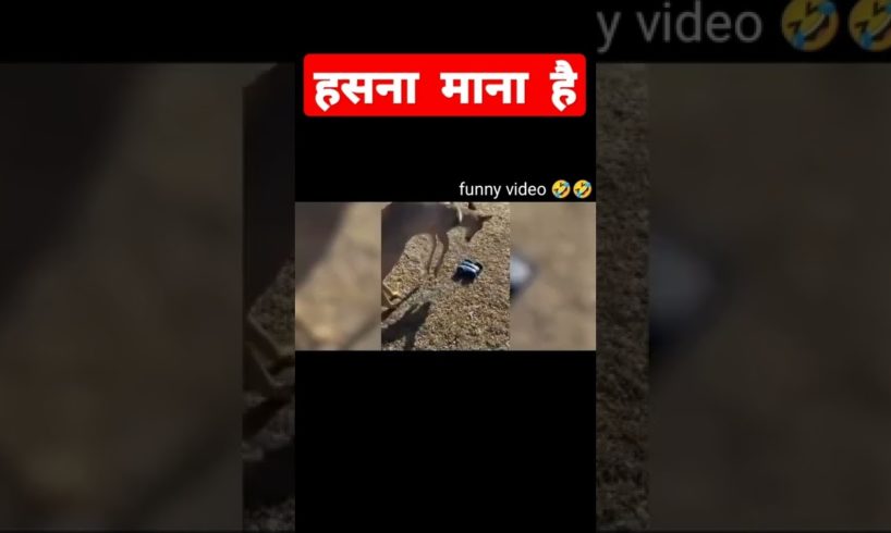 हंसने की कोशिश न करें 🤣funniest and cutest puppies🥰 #cute puppy#dog #shorts #animal #puppies