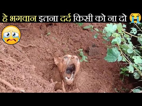हे भगवान... इंसानियत आज भी जिंदा है 🥺 Animal Rescue caught on camera | Faint in humanity restored.
