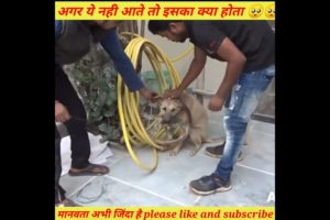 फ़रिश्ते बनके आये 🥺🥺🙏#Shorts#youtube shorts #animal lover