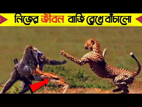 নিজের জীবন বাজি রেখে অন্য প্রানি কে বাঁচিয়েছে | Animal helps, indrojal 2M,mayajaal,rohossotube