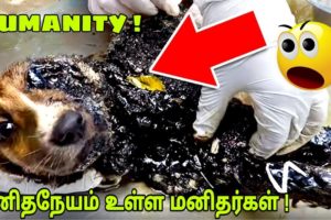 மனிதநேயம் உள்ள மனிதர்கள்|Unbelievable Animal Rescues That Will Restore Your Faith In Humanity| Tamil