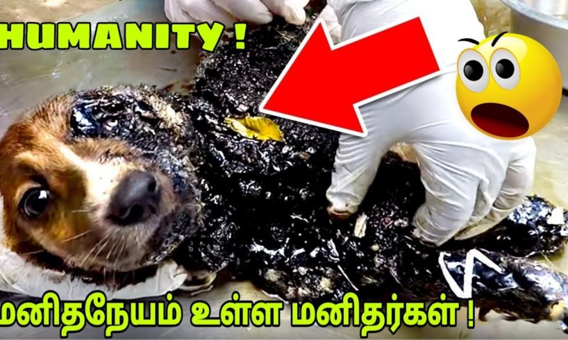 மனிதநேயம் உள்ள மனிதர்கள்|Unbelievable Animal Rescues That Will Restore Your Faith In Humanity| Tamil