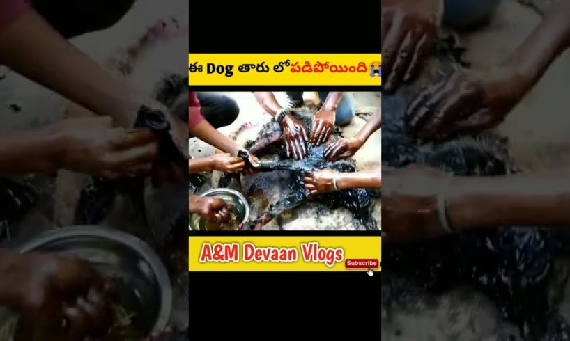 😭ఈ dog తారు లో పడిపోయింది|dog rescue team|dog rescue videos 2022|rescue team saves dog🔥#shorts#viral