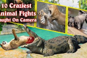 10 Craziest Animal Fights  |  Caught On Camera