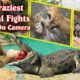 10 Craziest Animal Fights  |  Caught On Camera