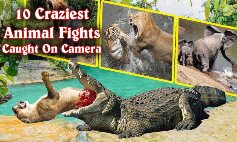 10 Craziest Animal Fights  |  Caught On Camera