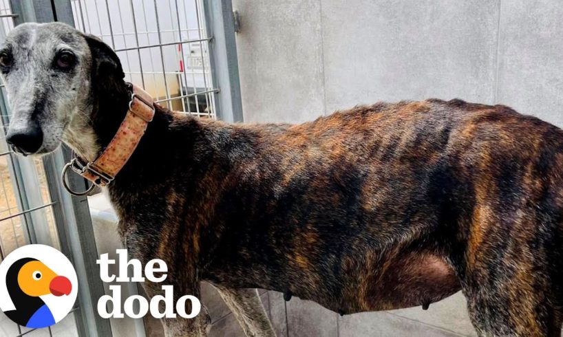 10-Year-Old Stray Mama Dog Turns Into A Puppy Months After She's Rescued | The Dodo Faith = Restored