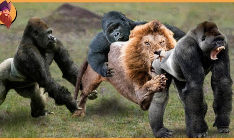 15 Gorillas And Chimps Battling Each Other And Other Animals