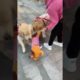 Funniest & Cutest Puppies - Funny Puppy Videos | Cute and Funny Dog Videos | Minutes of Funny Puppy